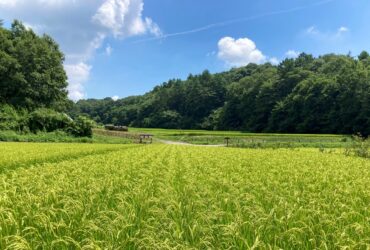 「地域再生の鍵。大塚拓也さんの有機栽培と地域協力による新たな展望」